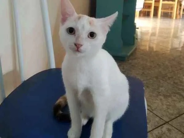 Gato ra a Srd idade 2 a 6 meses nome Miucha