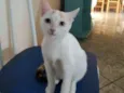 Miucha