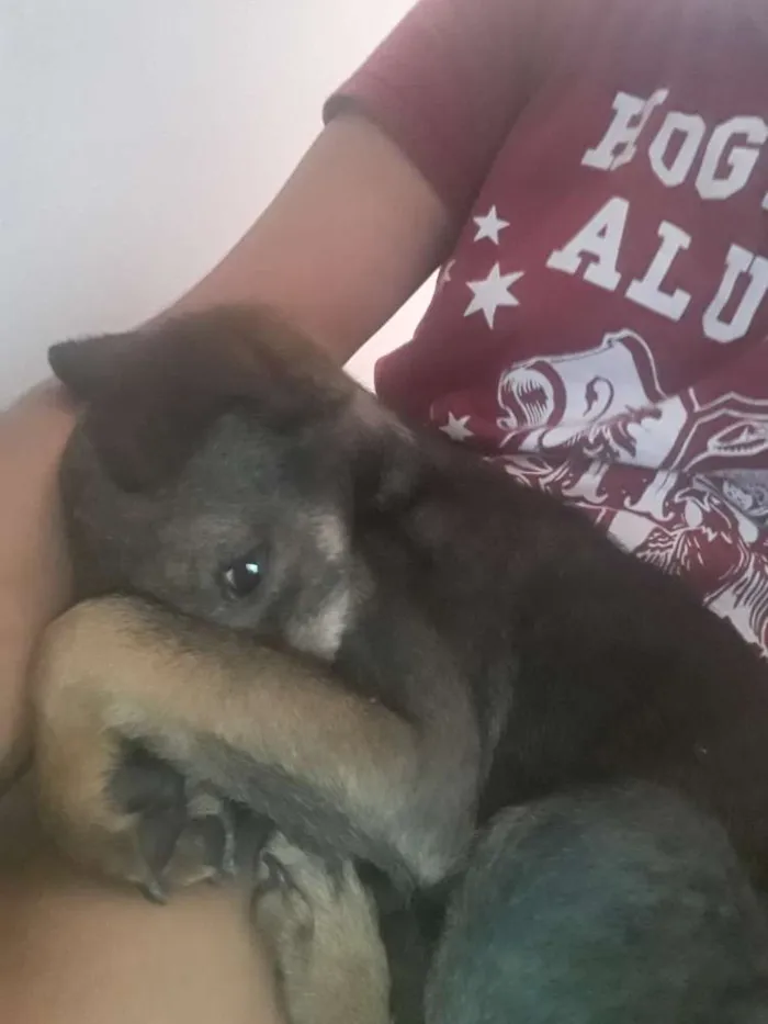 Cachorro ra a SRD idade 2 a 6 meses nome Bela
