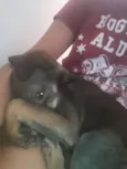 Bela