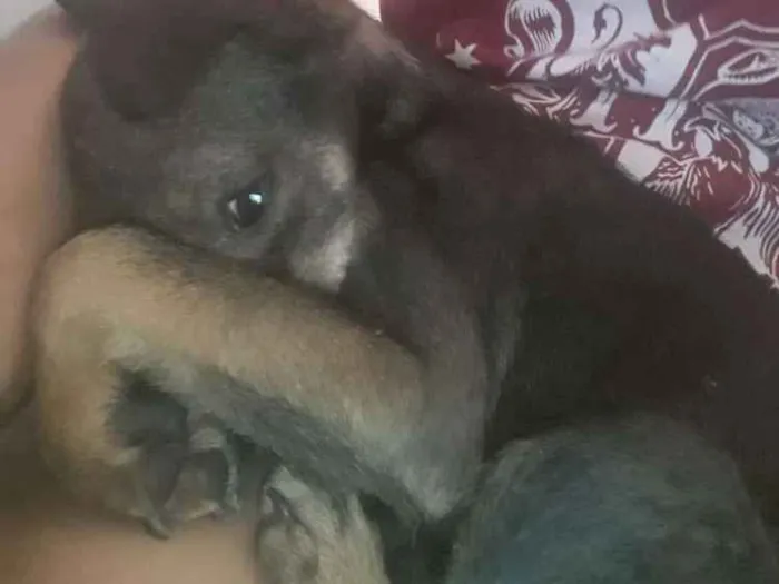 Cachorro ra a SRD idade 2 a 6 meses nome Bela