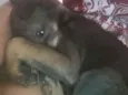 Bela