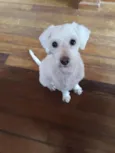 Rabito