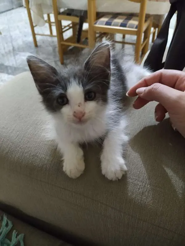 Gato ra a SRD idade Abaixo de 2 meses nome Sem nome