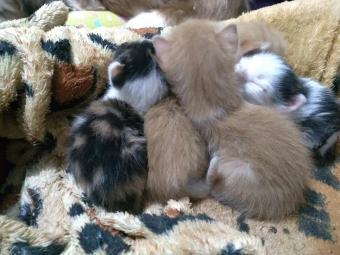Gato raça Vira lata idade Abaixo de 2 meses nome Sem nome