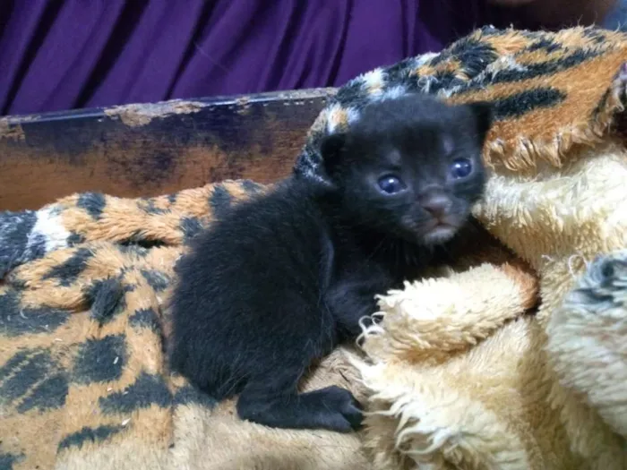 Gato raça Vira lata idade Abaixo de 2 meses nome Sem nome