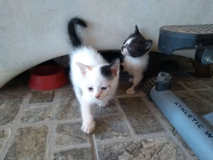 Gato raça Vira lata idade Abaixo de 2 meses nome Sem nome