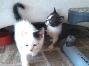Gato raça Vira lata idade Abaixo de 2 meses nome Sem nome