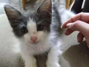 Gato raça SRD idade Abaixo de 2 meses nome Sem nome
