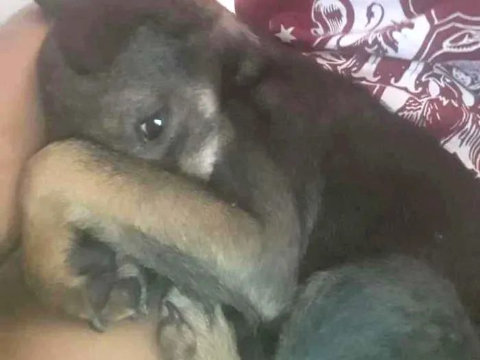 Cachorro ra a SRD idade 2 a 6 meses nome Bela
