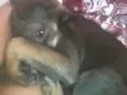 Bela