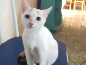 Gato raça Srd idade 2 a 6 meses nome Miucha