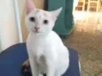 Miucha
