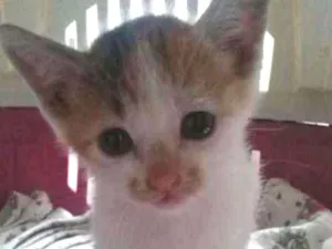 Gato raça srd idade Abaixo de 2 meses nome Sem nome