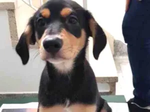 Cachorro raça SRD idade 2 a 6 meses nome Sem nome