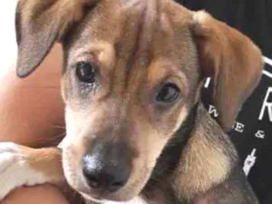 Cachorro raça SRD idade 2 a 6 meses nome Sem nome