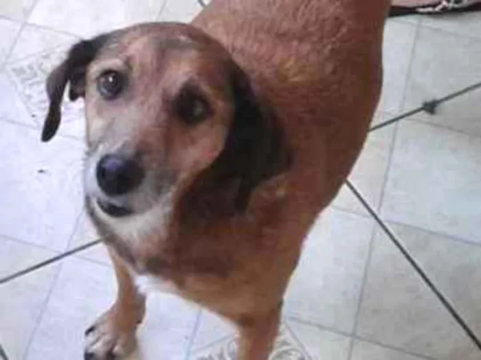 Cachorro ra a SRD idade 4 anos nome Teco