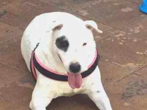 Cachorro raça BULL TERRIER idade 6 ou mais anos nome NINA