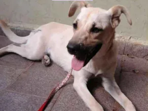 Cachorro raça Srd idade 1 ano nome Luna