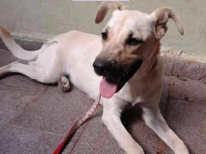 Cachorro ra a Srd idade 1 ano nome Luna