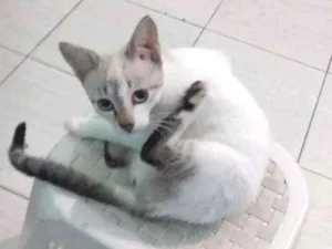 Gato raça Indefinida  idade 2 a 6 meses nome Saphira