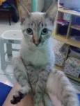 Bela