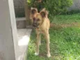 Maggie