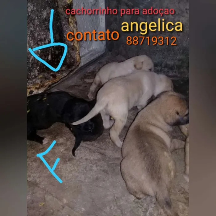 Cachorro raça Vira lata idade 2 a 6 meses nome Sem nome