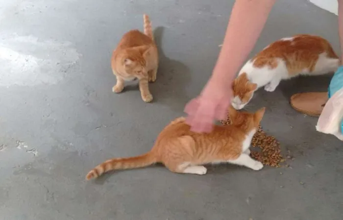 Gato raça Vira lata idade 2 a 6 meses nome Sem nomes