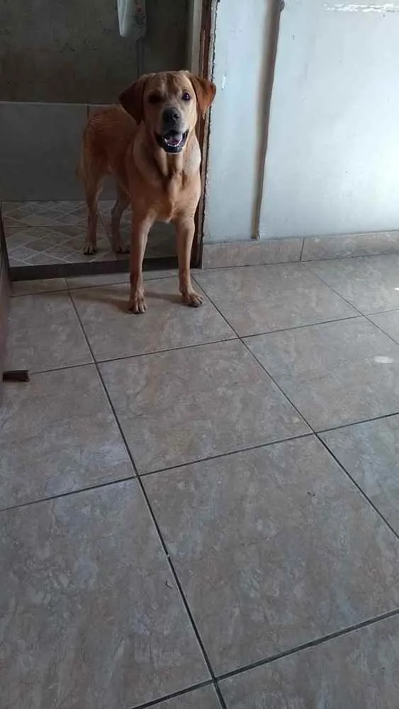 Cachorro ra a Labrador Retriever idade 1 ano nome Zeca