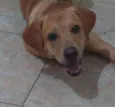 Zeca