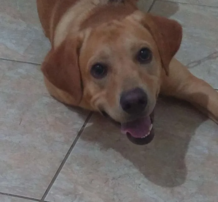 Cachorro ra a Labrador Retriever idade 1 ano nome Zeca