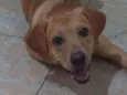 Zeca