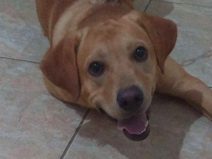 Cachorro ra a Labrador Retriever idade 1 ano nome Zeca
