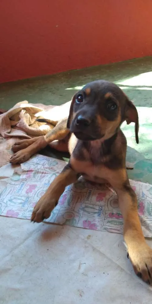 Cachorro raça Mista idade 2 a 6 meses nome Filhotes