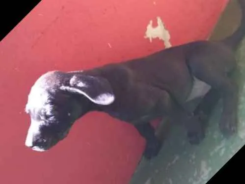 Cachorro raça Mista idade 2 a 6 meses nome Filhotes