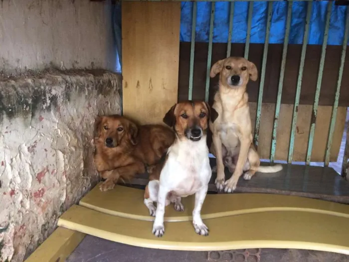 Cachorro ra a Vira-lata.  idade 1 ano nome Boldi ' Rathe' marle