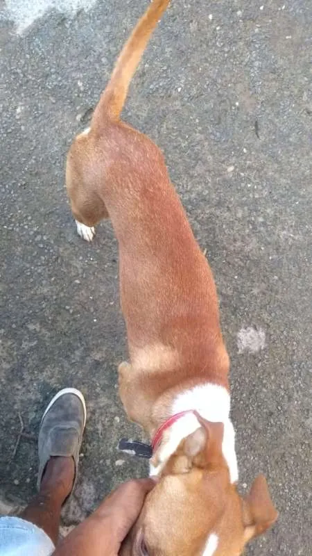 Cachorro raça SRD idade  nome Zeus