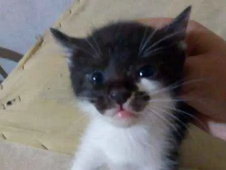 Gato ra a Sem raça idade Abaixo de 2 meses nome Sem nome