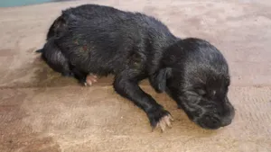 Cachorro raça Labrador com viralata idade Abaixo de 2 meses nome Joaninha