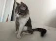 Mia