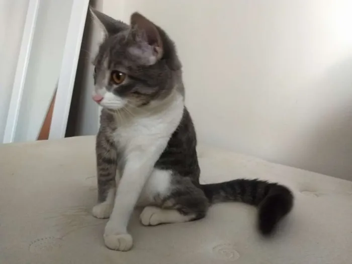 Gato ra a  idade 2 a 6 meses nome Mia
