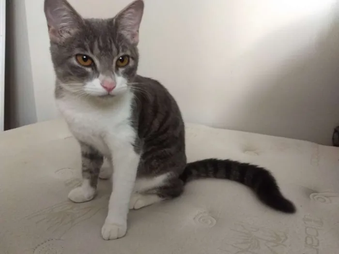 Gato ra a  idade 2 a 6 meses nome Mia
