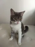Mia