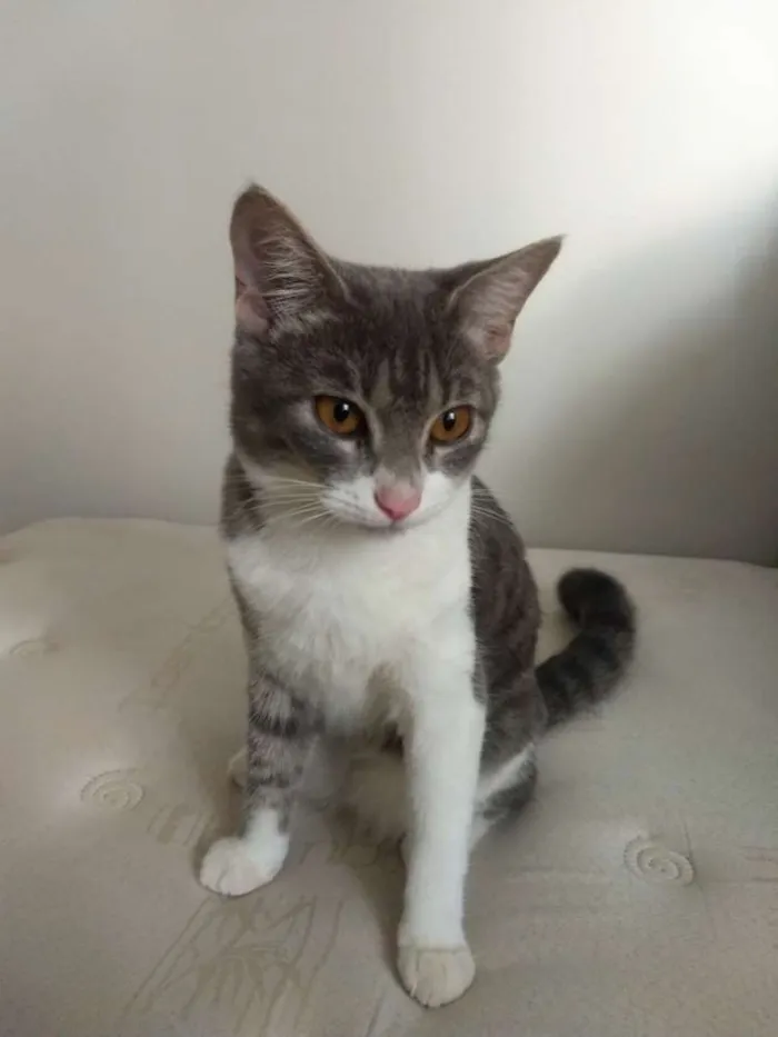 Gato ra a  idade 2 a 6 meses nome Mia