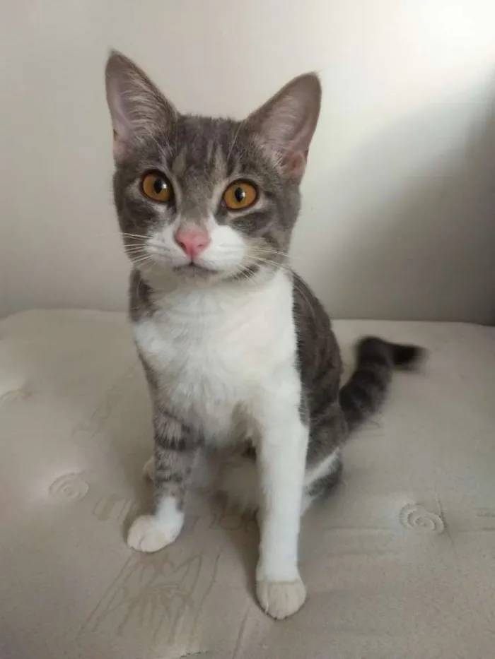 Gato ra a  idade 2 a 6 meses nome Mia