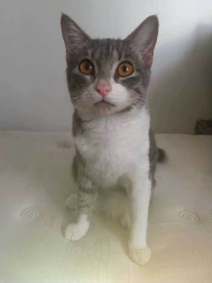 Gato ra a  idade 2 a 6 meses nome Mia