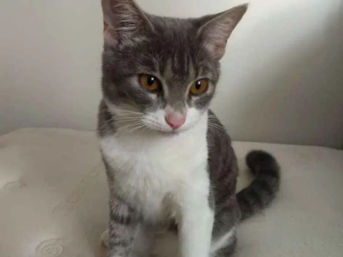 Gato ra a  idade 2 a 6 meses nome Mia