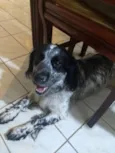 Cachorro raça Cocker Spaniel mestiço idade 2 anos nome Não tenho