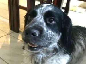 Cachorro raça Cocker Spaniel mestiço idade 2 anos nome Não tenho